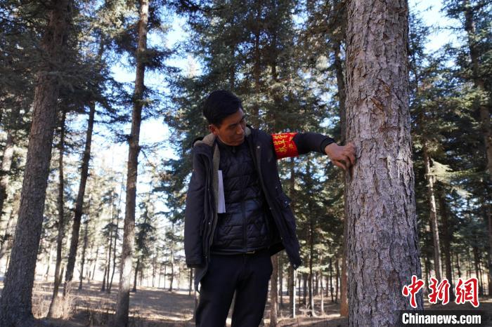 圖為桑杰加檢查林場樹木是否有病蟲害?！●R銘言 攝