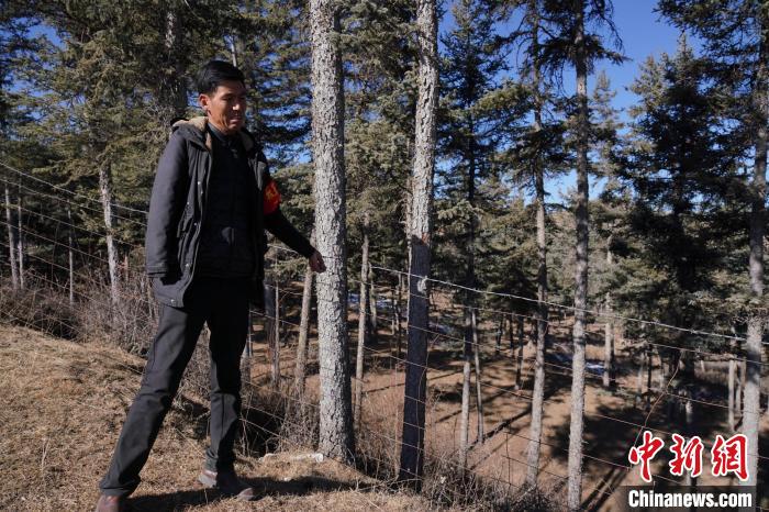 圖為桑杰加檢查林場防護網?！●R銘言 攝