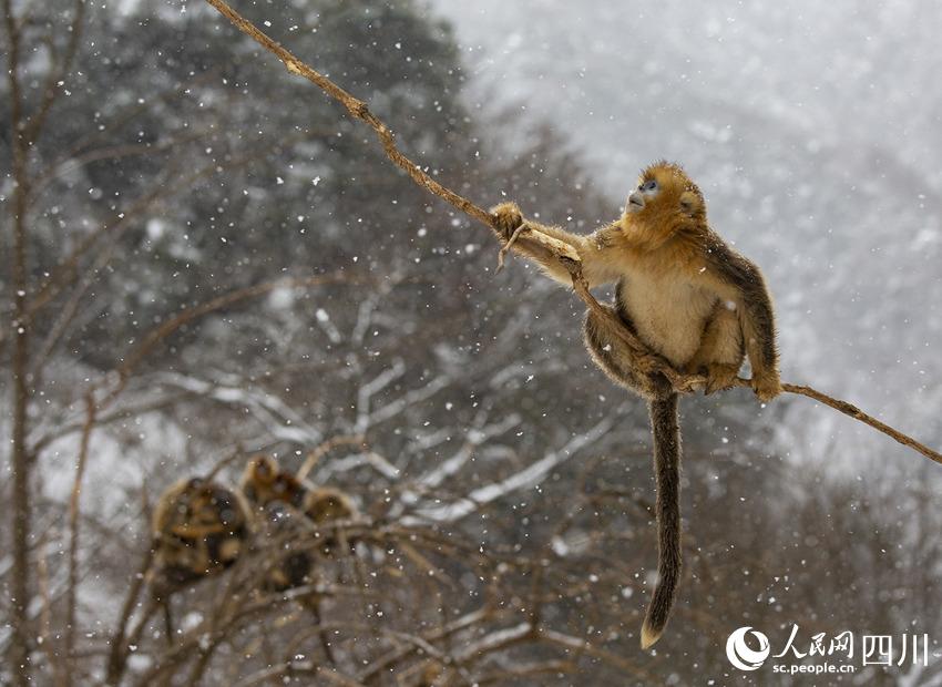 雪中嬉戲的川金絲猴。鐘歡攝