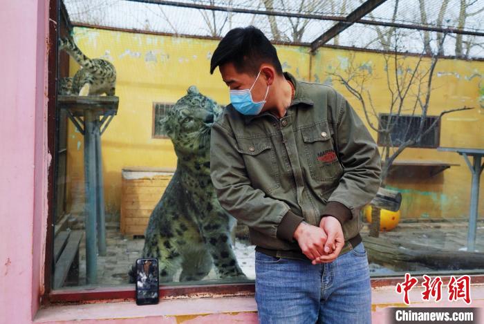 圖為雪豹“奶爸”史壽軍直播休息時與雪豹互動?！●R銘言 攝