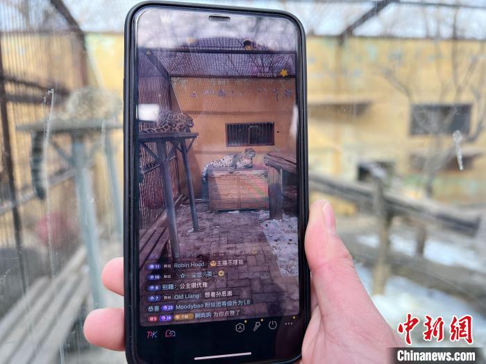 圖為雪豹“奶爸”史壽軍正在直播?！●R銘言 攝