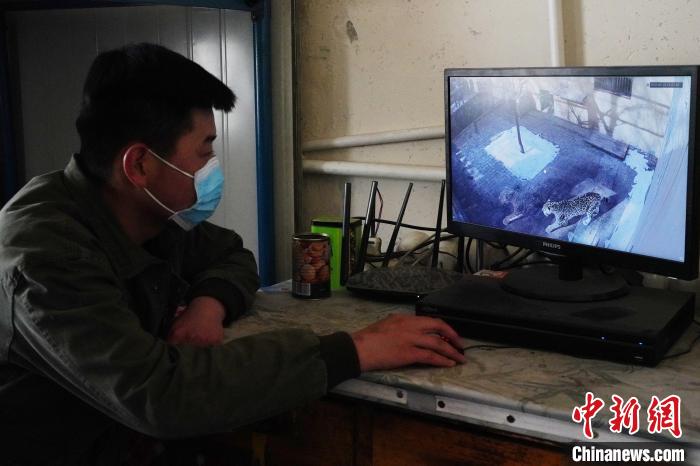圖為雪豹“奶爸”史壽軍通過監(jiān)控察看雪豹情況。　馬銘言 攝