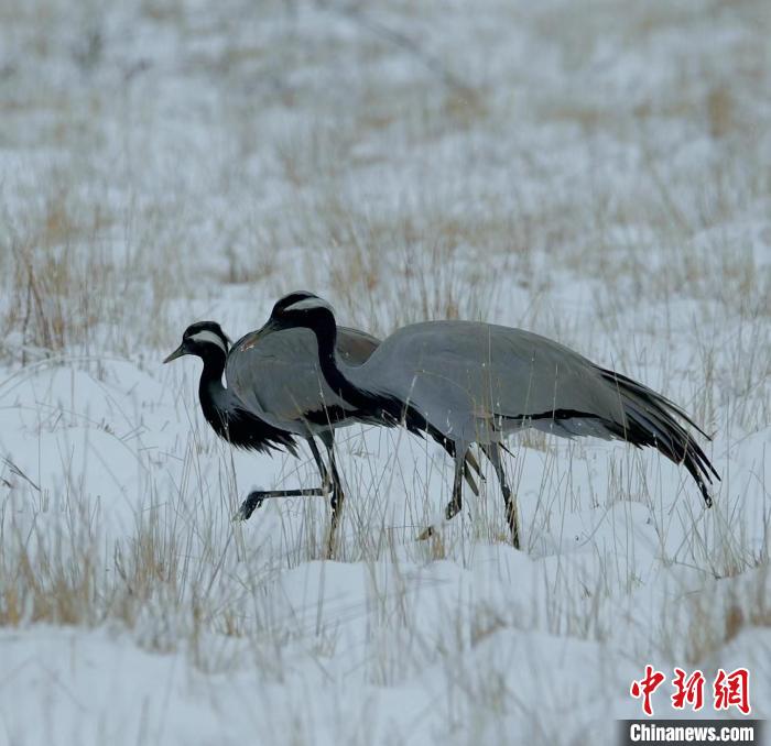 在若爾蓋濕地的蓑羽鶴?！∩袞|機(jī) 攝