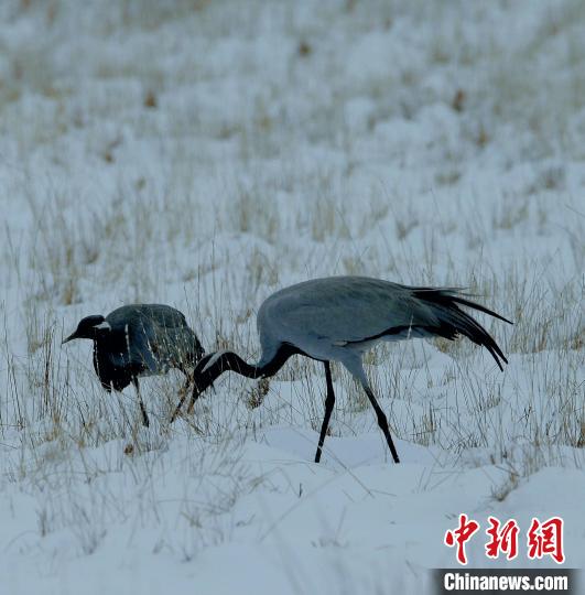 在若爾蓋濕地的蓑羽鶴?！∪魏吻?攝