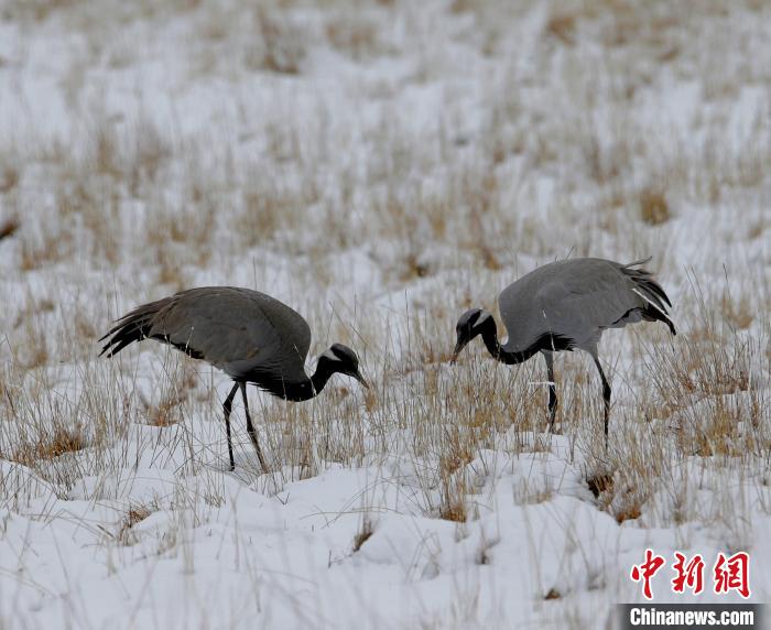 在若爾蓋濕地的蓑羽鶴。　任何清 攝