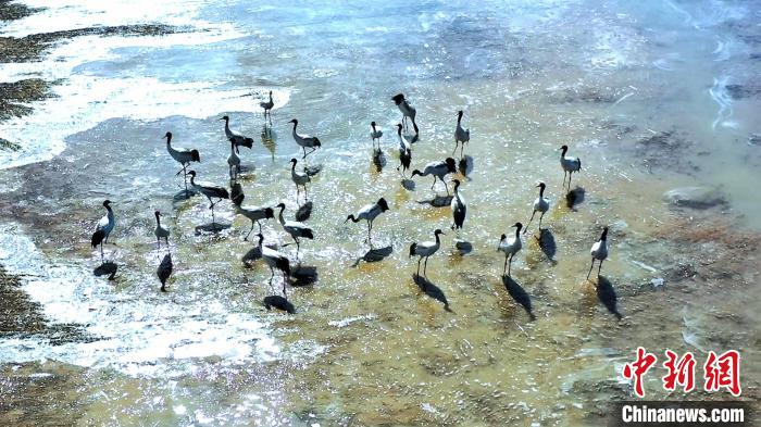圖為黑頸鶴群駐足休憩。　陳明章 攝