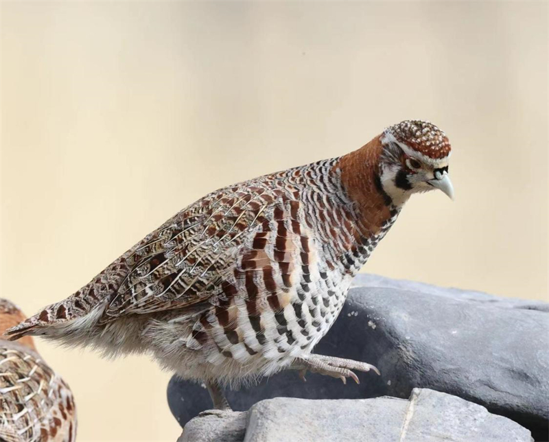 高原山鶉。圖片來源：農牧民大自然攝影隊