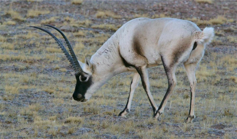 藏羚羊。圖片來源：農牧民大自然攝影隊