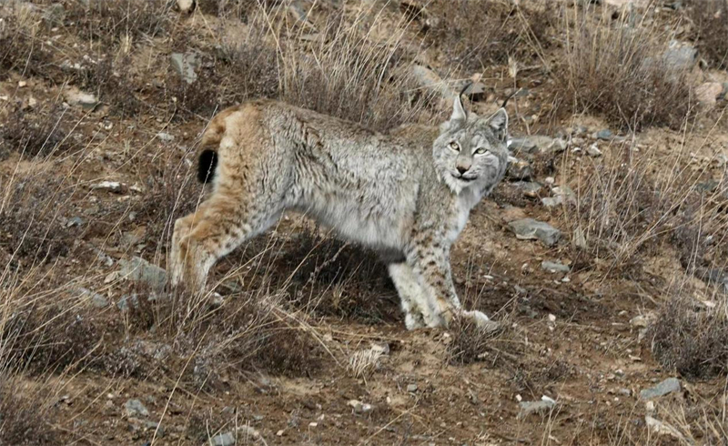 猞猁。圖片來源：農牧民大自然攝影隊