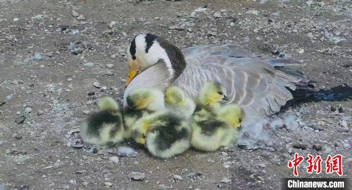 圖為斑頭雁母親和孩子們?cè)谝黄?。　綠色江河 供圖