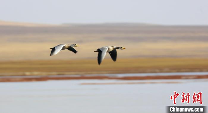 圖為飛翔的斑頭雁?！【G色江河 供圖