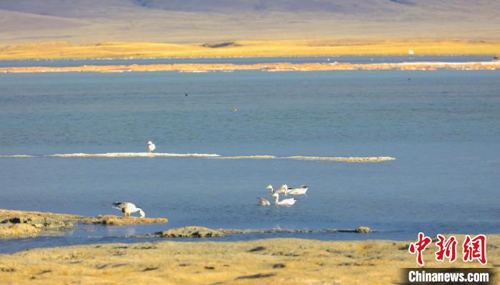 圖為斑頭雁在班德湖中休憩?！【G色江河 供圖