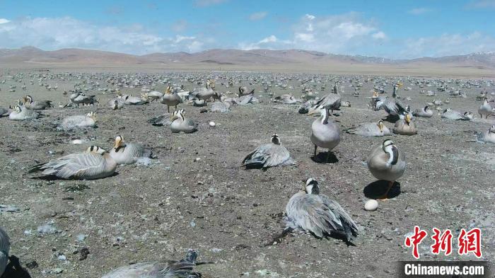 圖為斑頭雁在空地上孵蛋?！【G色江河 供圖