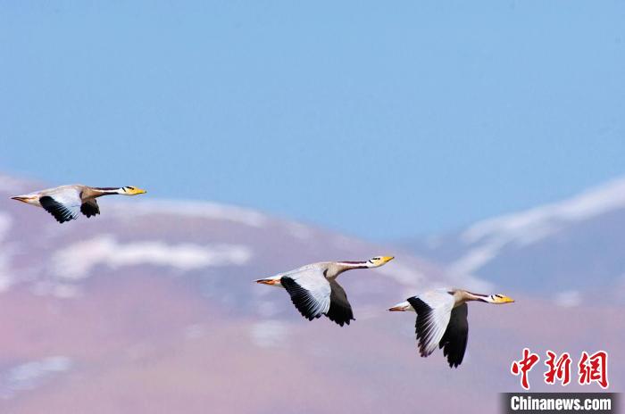 圖為斑頭雁在空中飛行。　綠色江河 供圖