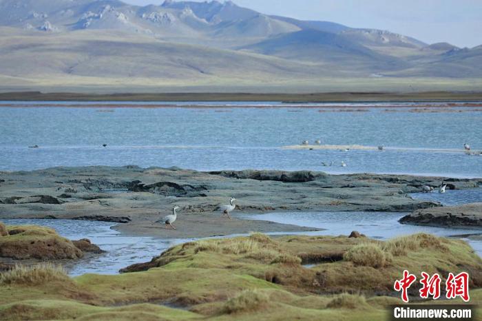 圖為斑頭雁在班德湖中覓食。　綠色江河 供圖
