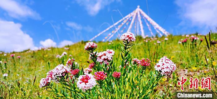 圖為草原一角?！?韓麗 　攝