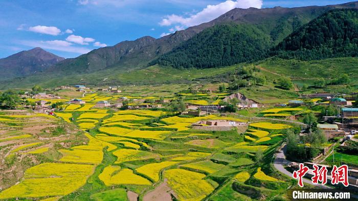 圖為加吾鄉(xiāng)的油菜花?！￡P(guān)卻才讓 攝