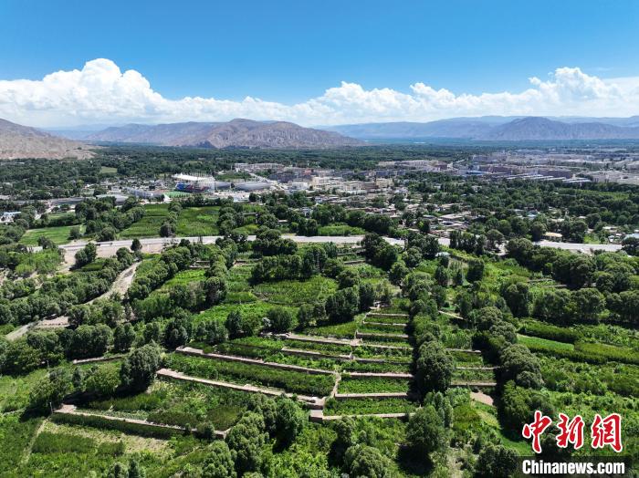 航拍貴德縣黃河岸畔綠意盎然?！●R銘言 攝