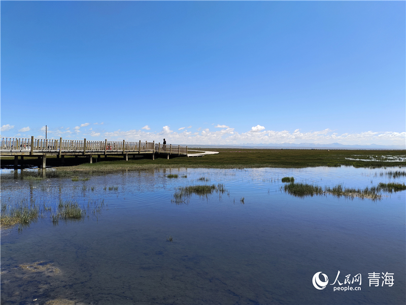 青海湖仙女灣。人民網(wǎng) 張莉萍攝