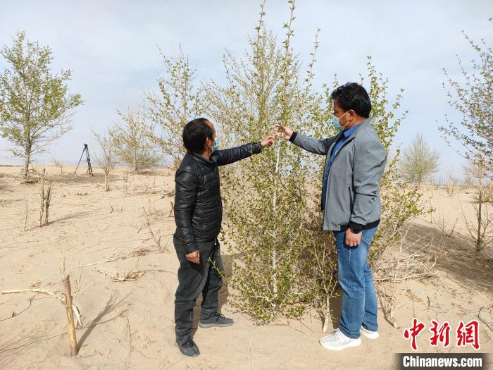 柴達(dá)木盆地的護(hù)林員：守護(hù)，只為那一片綠