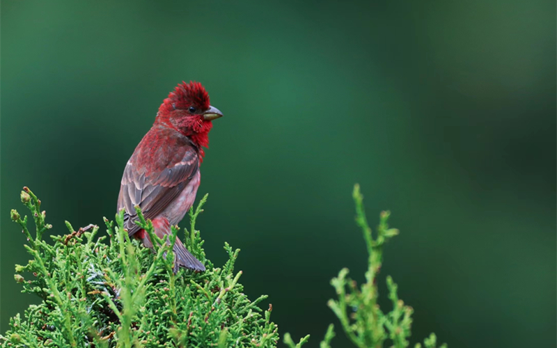 普通朱雀。江文江措攝