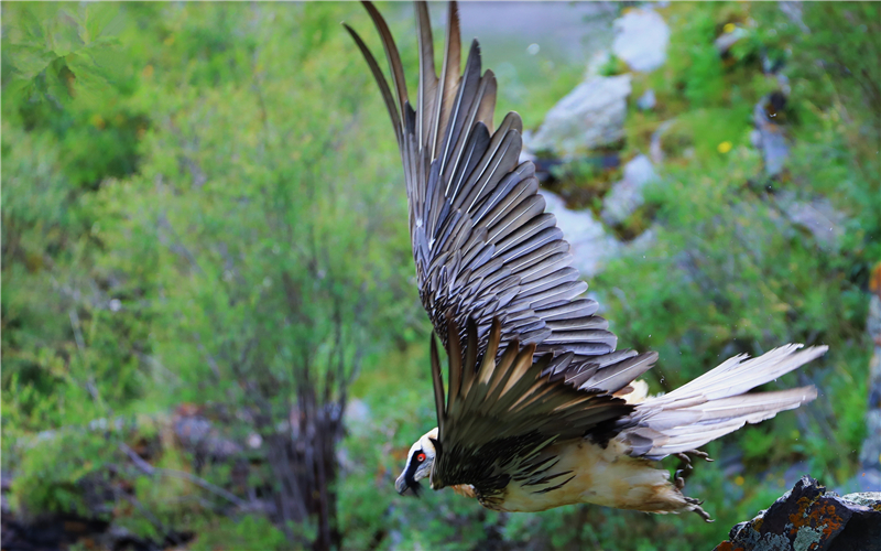 胡兀鷲。江文江措攝