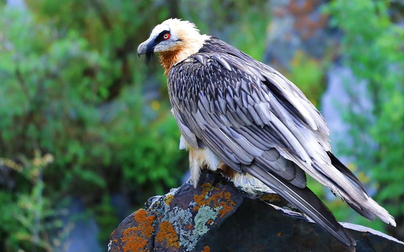 胡兀鷲。江文江措攝