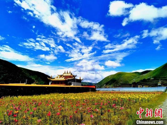 近百畝百合花競(jìng)相開(kāi)放，景色誘人。　壤塘縣委宣傳部供圖