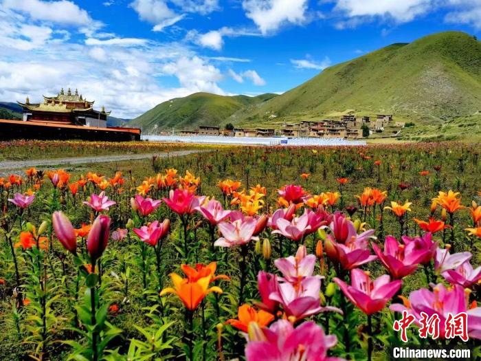 近百畝百合花競(jìng)相開(kāi)放，景色誘人?！∪捞量h委宣傳部供圖
