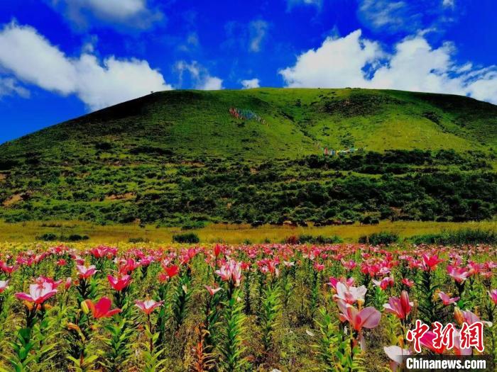 近百畝百合花競(jìng)相開(kāi)放，景色誘人。　壤塘縣委宣傳部供圖
