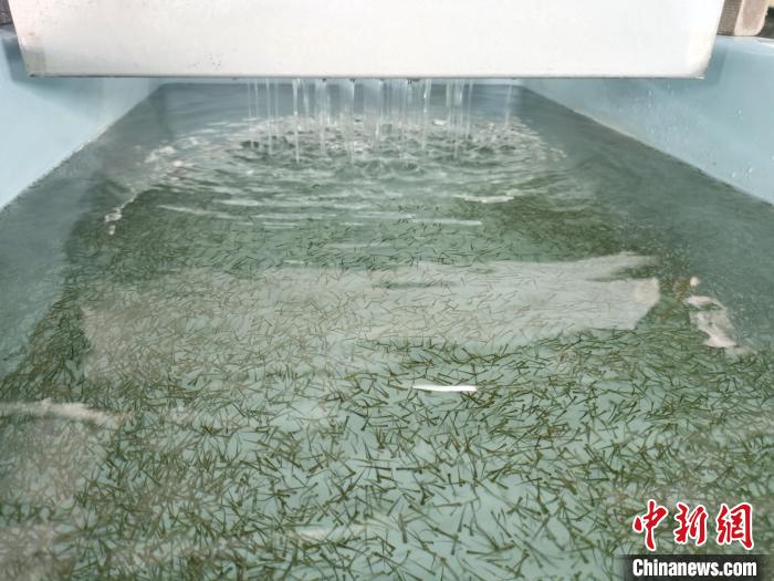 圖為正在育苗。　張?zhí)砀?攝