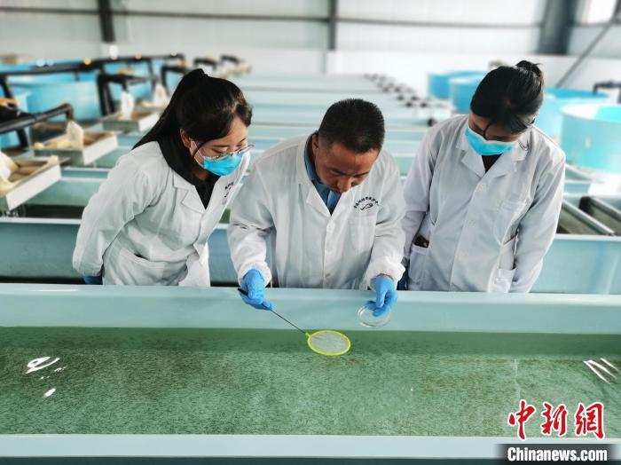 圖為工作人員檢查魚苗?！?zhí)砀?攝