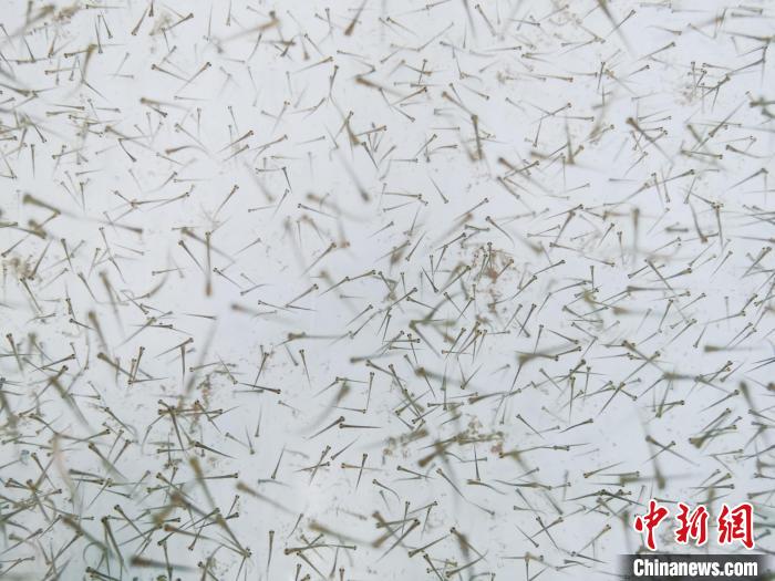 圖為魚苗?！?zhí)砀?攝