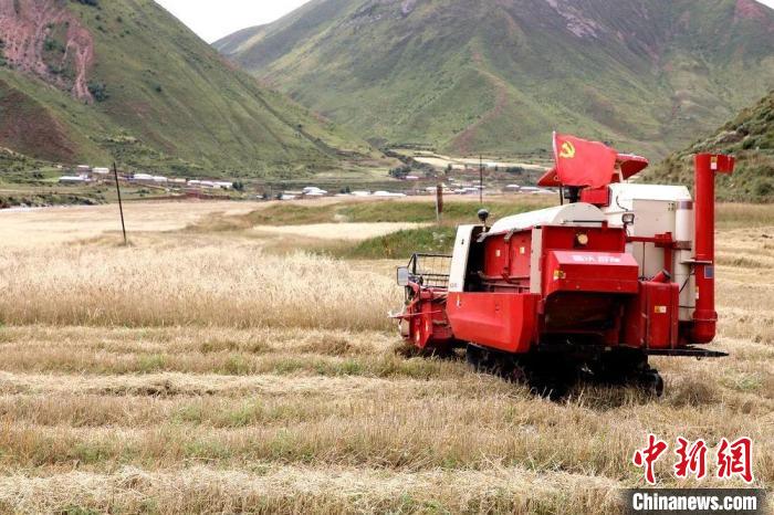 圖為秋收現(xiàn)場(chǎng)?！∮駱?shù)州委宣傳部供圖