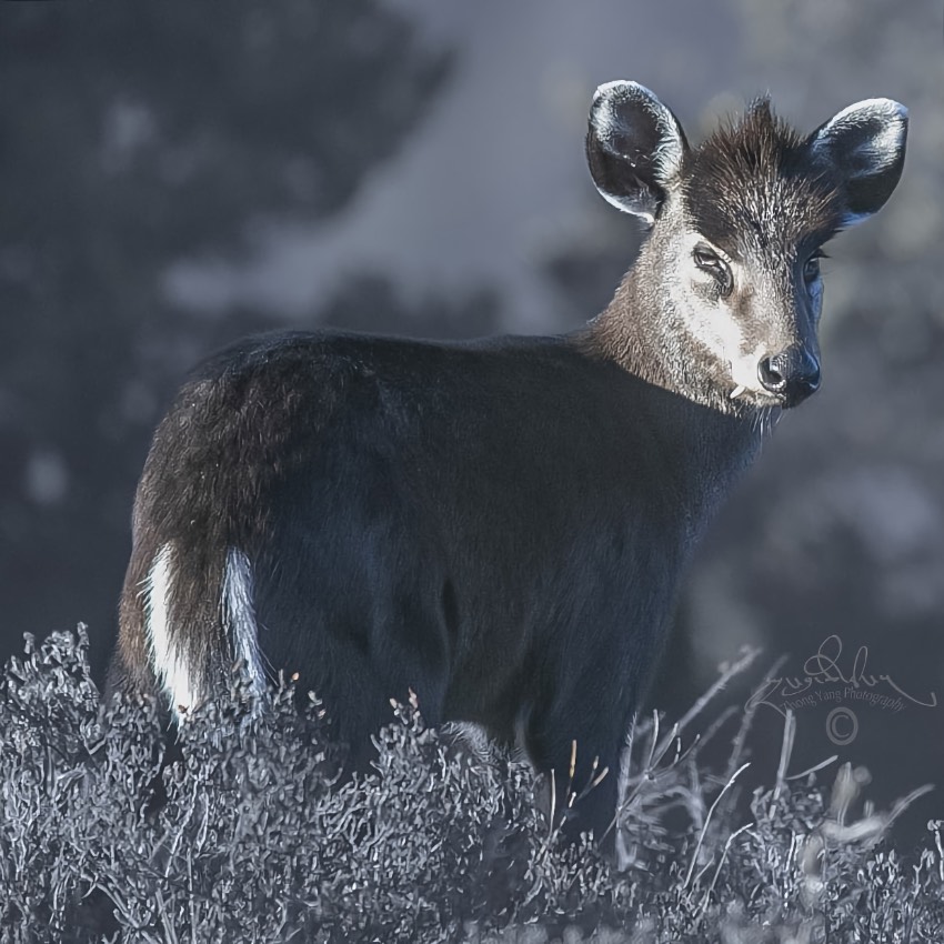 毛冠鹿。涼山州委宣傳部供圖