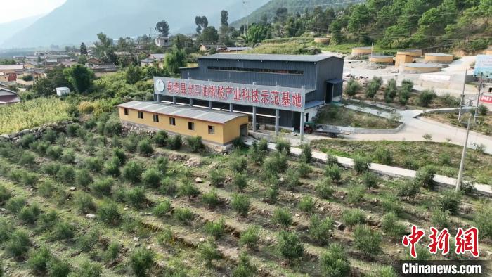 伍合村的油橄欖種植基地?！「呒午?攝