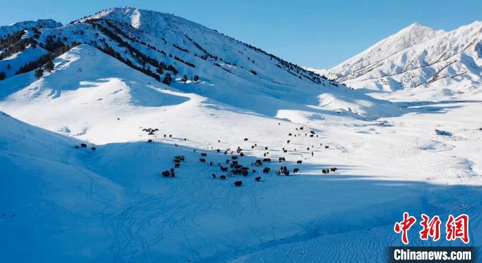 圖為牦牛群在雪地里覓食?！《继m縣融媒體中心供圖