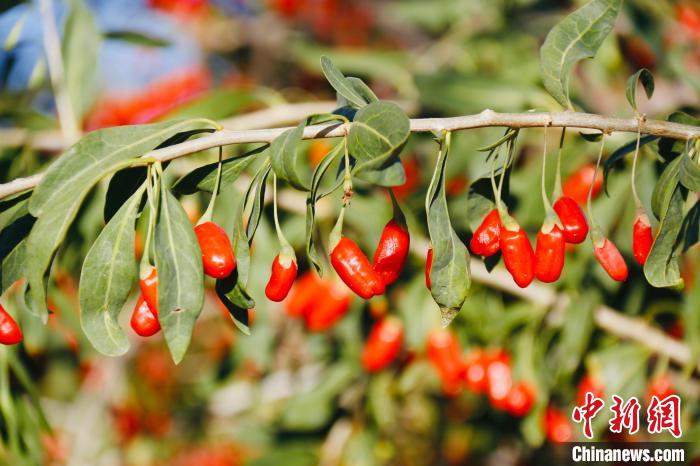 圖為柴達木盆地有機枸杞。　孫睿 攝