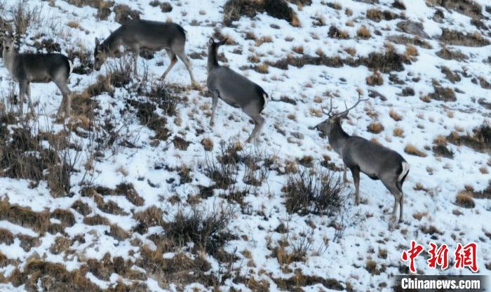 圖為巖羊和馬鹿集體覓食?！《继m縣融媒體中心 供圖