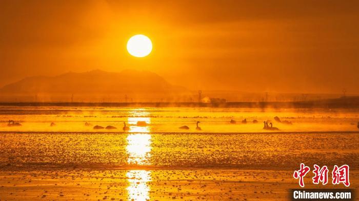 圖為天鵝群在湖中休憩。　何啟金 攝