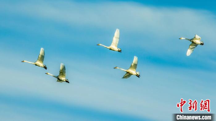 圖為天鵝在空中飛翔?！『螁⒔?攝