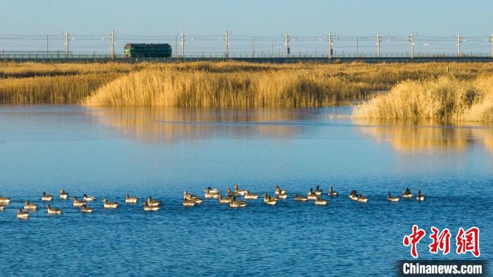 圖為多種野生鳥類在湖中游蕩?！『螁⒔?攝