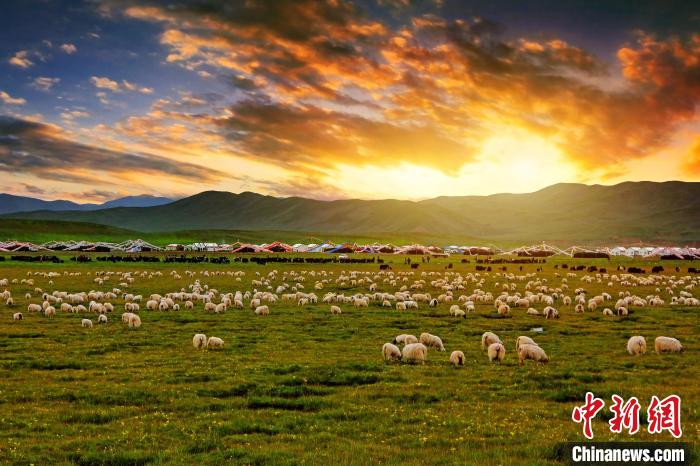 資料圖為青海省玉樹州稱多縣草原風(fēng)光?！」?攝