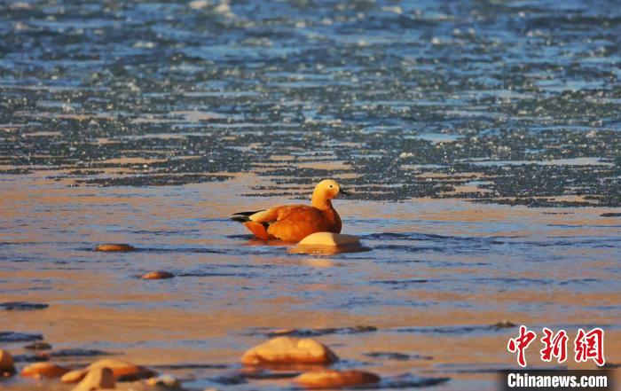 圖為赤麻鴨自在游曳?！“兹斩〔冀?攝