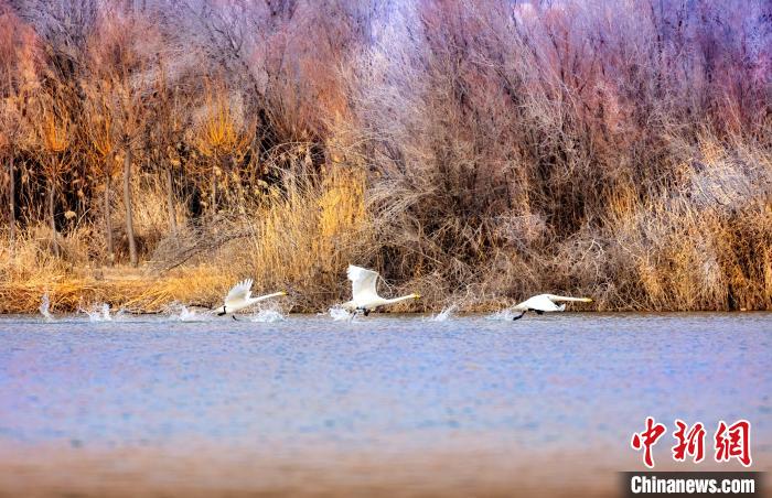 圖為起舞的天鵝與碧波蕩漾的湖面相映成趣。　簡約 攝