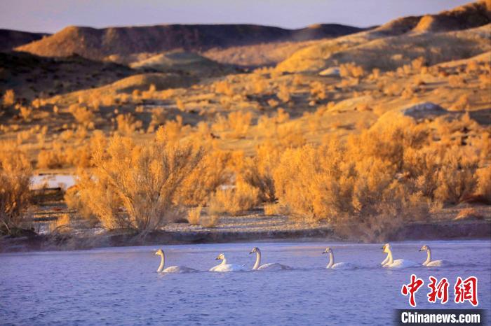 圖為黃河岸畔貴德縣迎來天鵝“做客”?！◇泱憔?攝