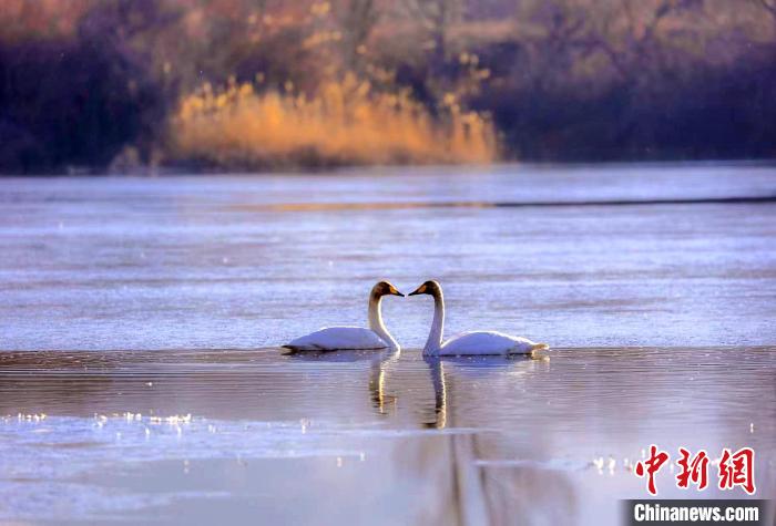 圖為天鵝在湖面嬉戲?！◇泱憔?攝