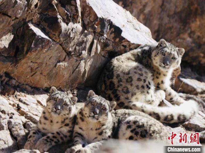 青海都蘭：雪豹、兔猻等多種珍稀野生動物亮相