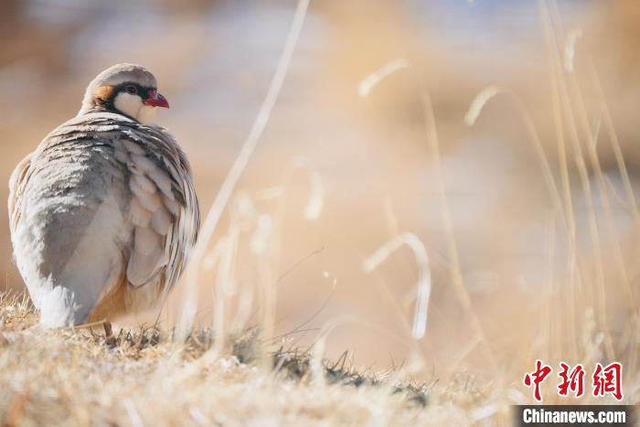 圖為都蘭縣境內(nèi)的鳥類?！±?攝