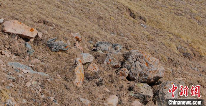 圖為兔猻。　拉毛杰 攝